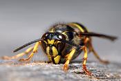 rode wesp (vespula rufa)